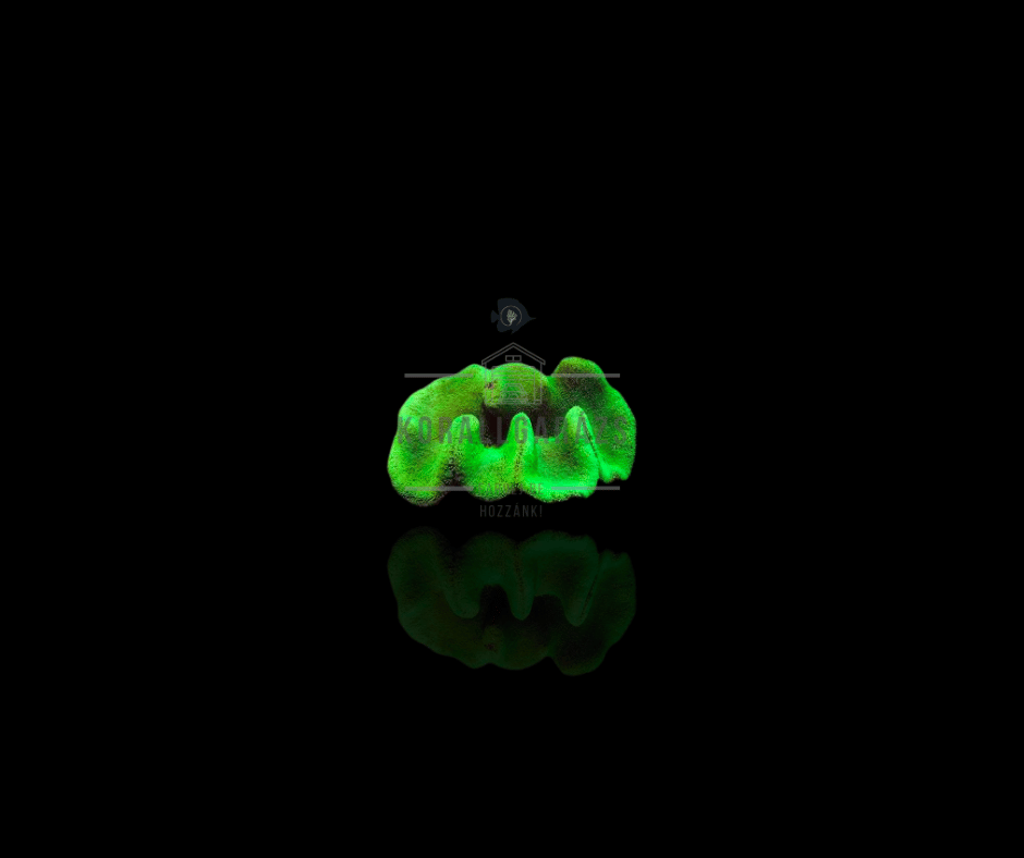 Stichodactyla Haddoni (green)